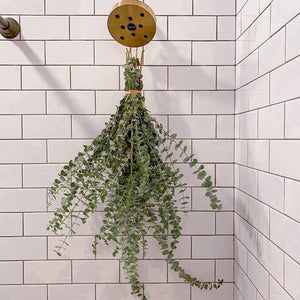 Eucalyptus & Lavender Shower Bundle